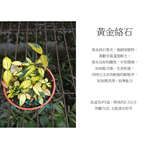 黃金絡石風水|黃金絡石照顧：讓你的綠意盎然 – 植物盆栽綠寶典